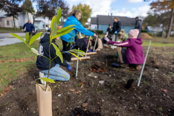 Tiny Forest in progress on ������Ƶ's campus