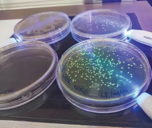 Multiple petri dishes under a black light.