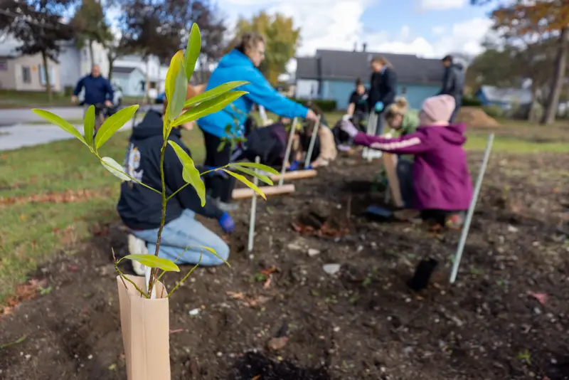 Tiny Forest in progress on ������Ƶ's campus