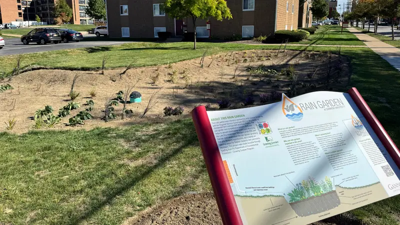 Rain garden on the corner of West Fourth and Sassafras Streets